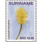 Flowers - South America / Suriname 2021