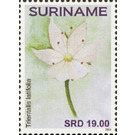 Flowers - South America / Suriname 2021