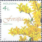 Forsythia - Moldova 2019 - 4