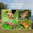 Frog Species of Montserrat - Caribbean / Montserrat 2018