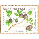 Fruits of the Forest - West Africa / Burkina Faso 2012 - 200