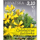 Genista holopetala (Koch) Bald. - Croatia 2020 - 3.10