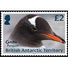 Gentoo Penguin - British Antarctic Territory 2018 - 2