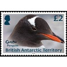 Gentoo Penguin - British Antarctic Territory 2018 - 2