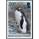 Gentoo Penguin - British Antarctic Territory 2018 - 20