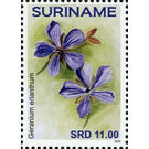 Geranium erianthum - South America / Suriname 2020 - 11