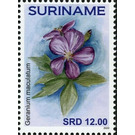 Geranium maculatum - South America / Suriname 2020 - 12