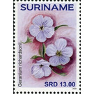 Geranium richardsonii - South America / Suriname 2020 - 13