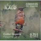 Giant Hummingbird (Patagona gigas) - South America / Ecuador 2019 - 0.75