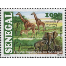Giraffe (Giraffa camelopardalis), African Elephant (Loxodont - West Africa / Senegal 2015 - 100