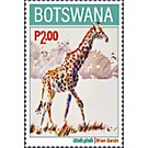 Giraffe (Giraffa giraffa) - South Africa / Botswana 2020 - 2