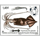 Glacial Squid (Psychroteuthis glacialis) - French Australian and Antarctic Territories 2020 - 1.45
