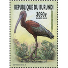 Glossy Ibis (Plegadis falcinellus) - East Africa / Burundi 2016