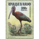 Glossy Ibis (Plegadis falcinellus) - East Africa / Burundi 2016