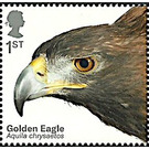 Golden Eagle (Aquila chrysaetos) - United Kingdom 2019