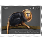 Golden-Headed Lion Tamarin (Leontopithecus chrysomelas) - UNO Geneva 2021 - 1.50