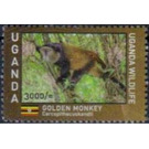 Golden Monkey (Cercopithecus kandti) - East Africa / Uganda 2017