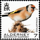 Goldfinch - Alderney 2020 - 7