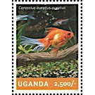 Goldfish (Carassius auratus auratus) - East Africa / Uganda 2014