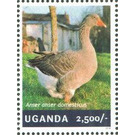 Goose (Anser anser domesticus) - East Africa / Uganda 2014