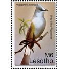 Gray Silky-flycatcher (Ptilogonys cinereus) - South Africa / Lesotho 2007 - 6