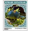 Great Blue Turaco (Corythaeola cristata) - Central Africa / Central African Republic 2021 - 850