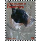 Great Dane (Canis lupus familiaris) - Caribbean / Dominica 2013 - 5