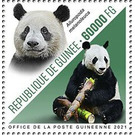 Great Panda (Ailuropoda melanoleuca) - West Africa / Guinea 2021