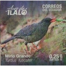 Great Thrush (Turdus fuscater) - South America / Ecuador 2019 - 0.25
