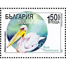 Great White Pelican (Pelecanus onocrotalus) - Bulgaria 2019 - 1.50