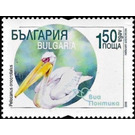 Great White Pelican (Pelecanus onocrotalus) - Bulgaria 2019 - 1.50