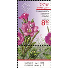 Great Willowherb (Epilobium hirsutum) - Israel 2020 - 8.30