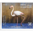 Greater Flamingo (Phoenicopterus roseus) - Polynesia / Penrhyn 2020