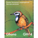 Greater Necklaced Laughingthrush    Garrulax pectoralis - West Africa / Ghana 2017 - 4