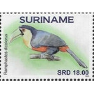 Green-billed toucan (Ramphastos dicolorus) - South America / Suriname 2021