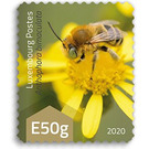 Green-eyed Flower Bee (Anthophora bimaculata) - Luxembourg 2020