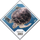 Green Sea Turtle (Chelonia mydas) - South Korea 2021 - 380