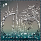 Grey-green Ice Flower - Australian Antarctic Territory 2016 - 3
