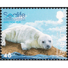 Grey Seal Pup - Alderney 2020 - 48