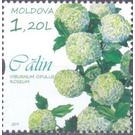 Guelder Rose - Moldova 2019 - 1.20