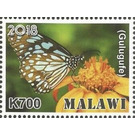 Gulugufe - East Africa / Malawi 2019 - 700