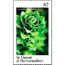 Guzmania angustifolia - Caribbean / Saint Vincent and The Grenadines 2020