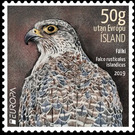 Gyrfalcon (Falco rusticolus) - Iceland 2019