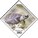 Hawksbill Sea Turtle (Eretmochelys imbricata) - South Korea 2021 - 380