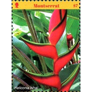 Heliconia bihai - Caribbean / Montserrat 2017 - 7