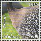 Helmeted Guineafowl (Numida meleagris) (Nkhanga) - East Africa / Malawi 2019 - 450