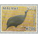 Helmeted Guineafowl (Numida meleagris) (Nkhanga) - East Africa / Malawi 2019 - 700