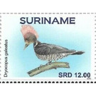 Helmeted woodpecker (Celeus galeatus) - South America / Suriname 2021