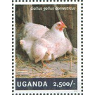 Hen with Chicken (Gallus gallus domesticus) - East Africa / Uganda 2014