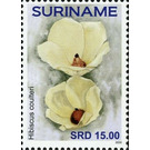 Hibiscus coulteri - South America / Suriname 2020 - 15